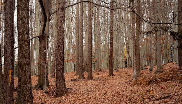 Belle forêt de hêtres à l'automne