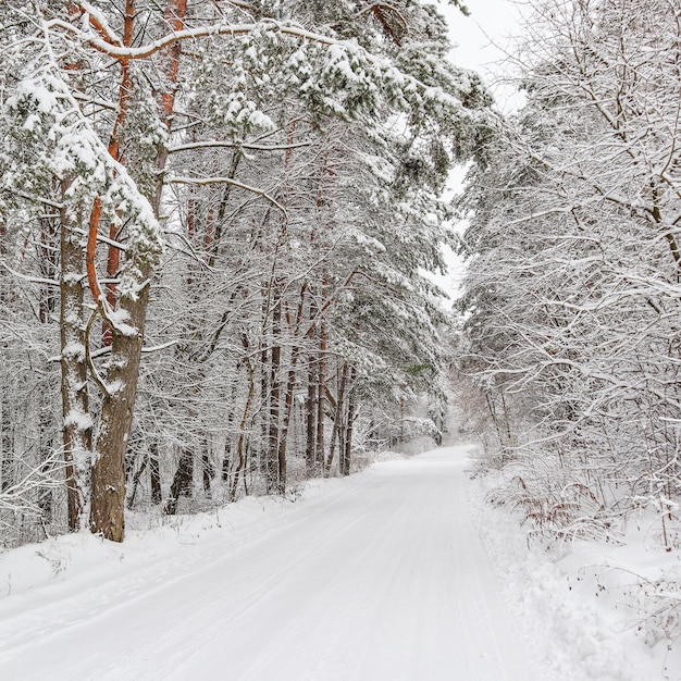 Belle forêt d'hiver avec des arbres enneigés et un conte de fées de route blanche