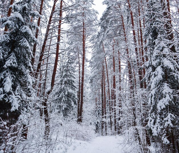 Belle forêt d'hiver avec des arbres de neige. Conte de fée. Image dans le ton bleu