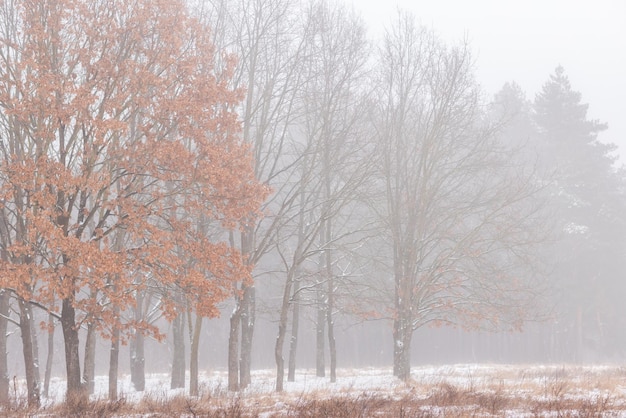 Belle forêt d'hiver ou parc dans le brouillard beaux arbres de brouillard dans le brouillard