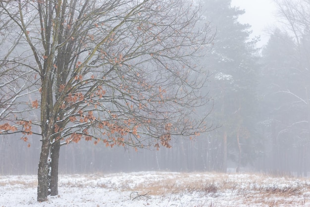 Belle forêt d'hiver ou parc dans le brouillard beaux arbres de brouillard dans le brouillard