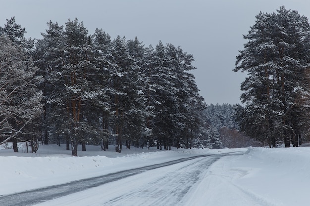 Belle forêt d'hiver avec pins et route