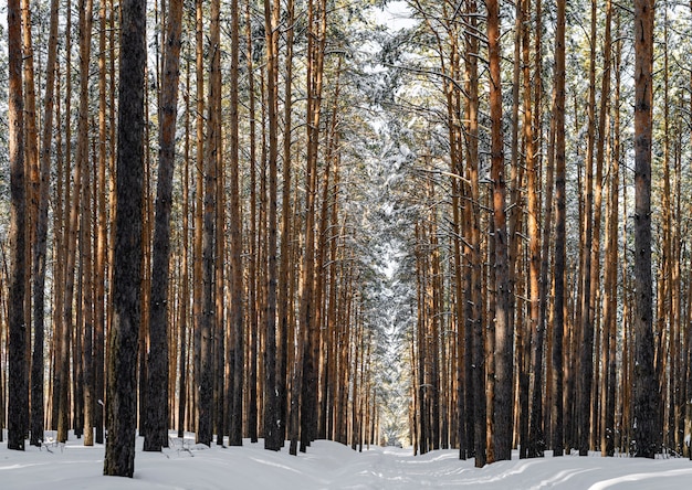 Belle forêt d&#39;hiver avec piste de ski