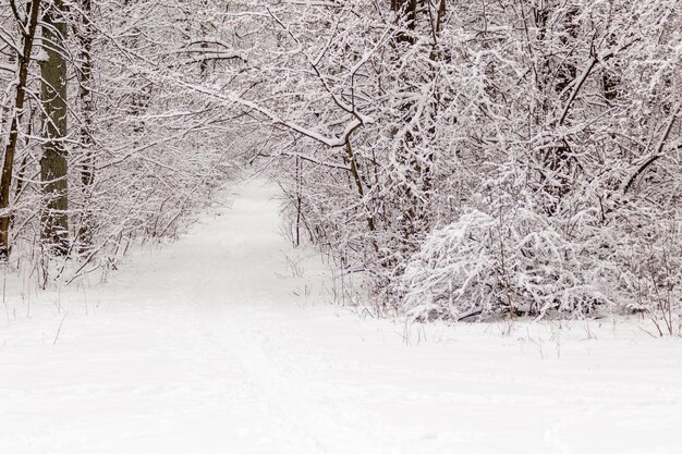 Belle forêt d'hiver avec un sentier battu