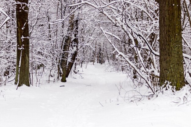 Belle forêt d'hiver avec un sentier battu