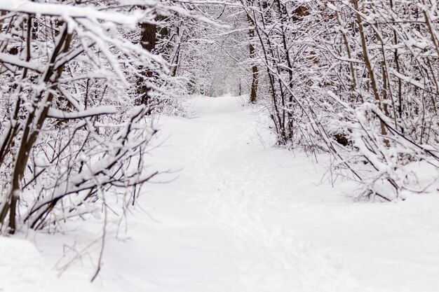 Belle forêt d'hiver avec un sentier battu