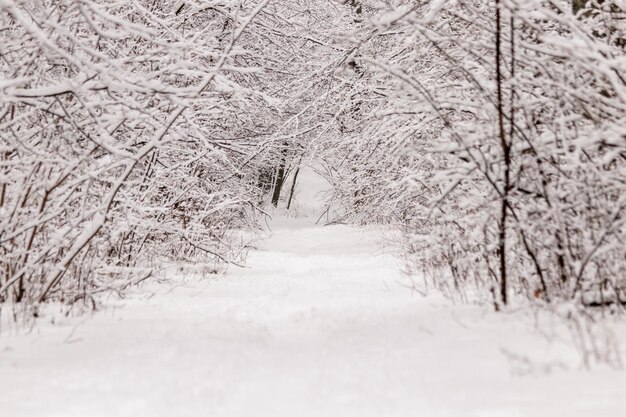 Belle forêt d'hiver avec un sentier battu