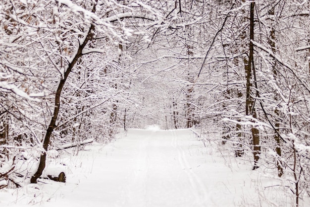 Belle forêt d'hiver avec un sentier battu