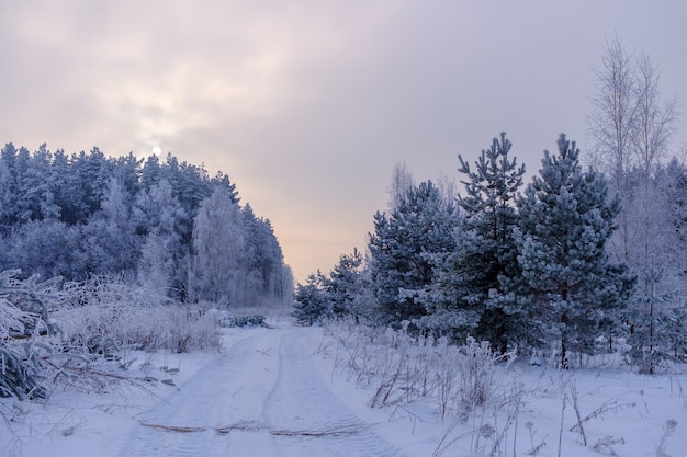 Belle forêt d'hiver et le soleil à travers la brume brumeuse.