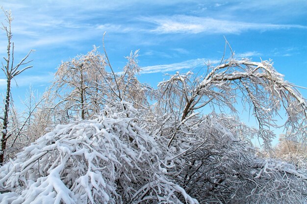 Belle forêt d&#39;hiver