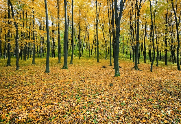 Belle forêt de montagne d'automne ensoleillée (à flanc de montagne)