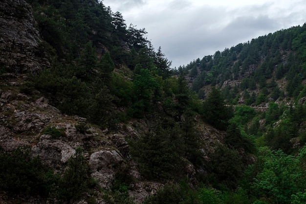 Belle forêt de montagne pendant la pluie de printemps