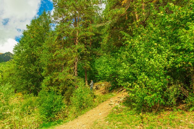 Belle forêt et nuages de paysage de montagne