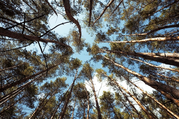 Belle forêt de pins contre le ciel bleu