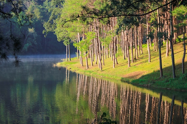 Belle forêt de pins avec miroir de pins sur la surface de l&#39;eau au bord de la rivière