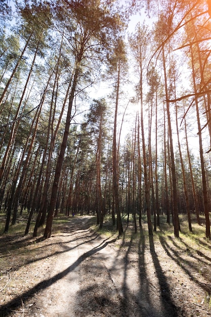 Belle forêt de pins par une belle journée d'automne