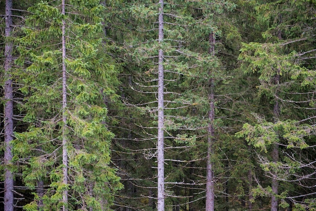 Belle forêt de pins en Suisse