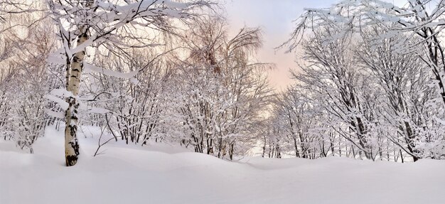 Belle forêt recouverte de neige en hiver sur un ciel coloré