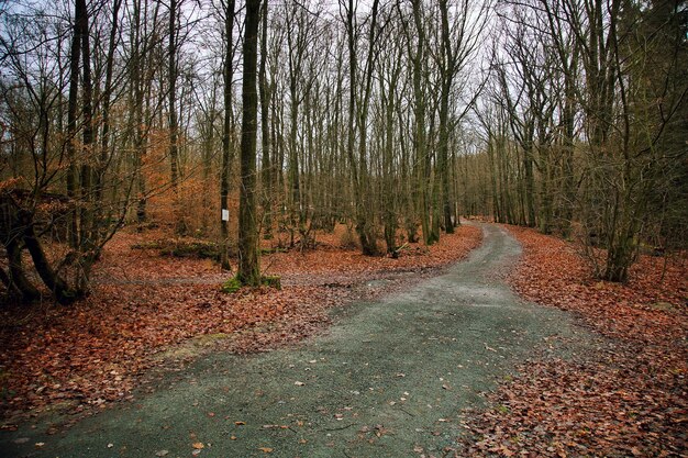 Belle forêt de rêve en automne photo