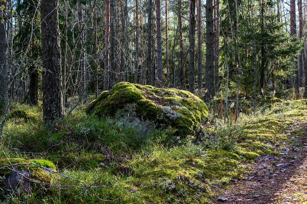 Belle forêt et sentier sablonneux d'air frais à pied le long du sentier à travers la forêt