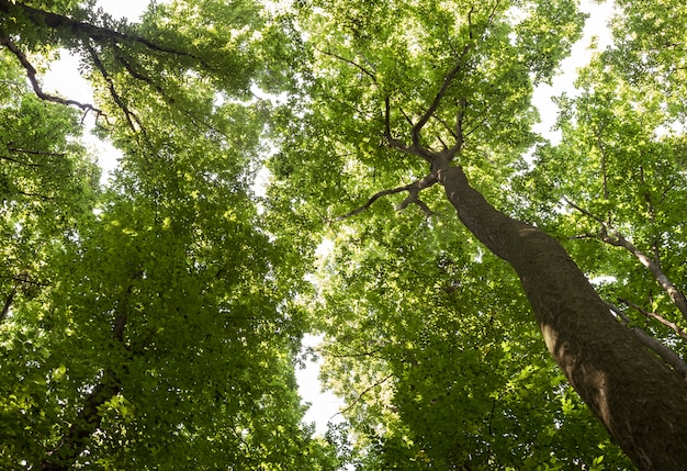 Belle forêt de tilleul avec de grands arbres verts