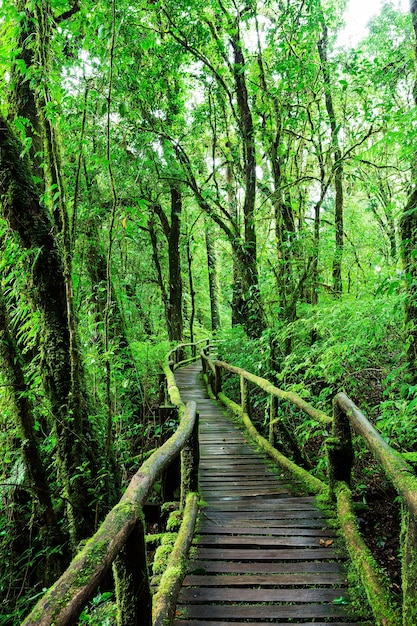 Belle forêt tropicale au sentier de la nature ang ka dans le parc national de doi inthanon, Thaïlande