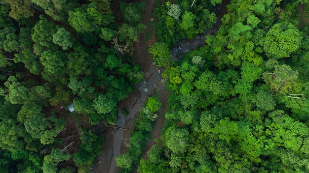 Belle forêt tropicale humide à Aceh