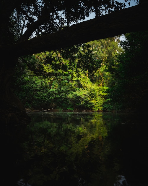 Belle forêt tropicale avec un soleil éclatant qui brille à travers les arbres