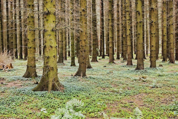 Belle forêt verdoyante au Danemark avec de grands pins poussant en harmonie dans la nature avec espace de copie Matin d'été tranquille et vue sur le paysage d'une jungle zen calme avec de l'air frais apaisant