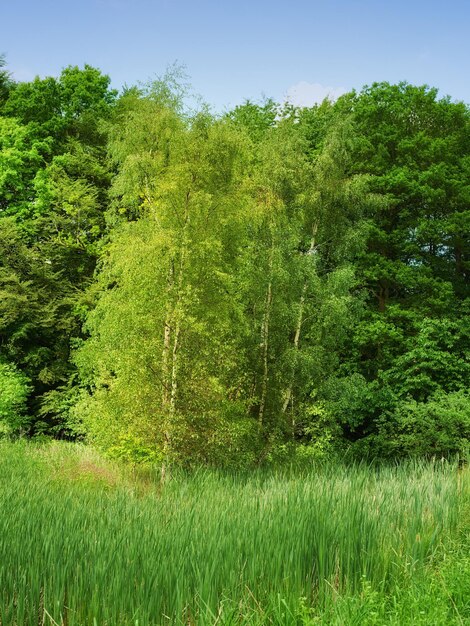 Belle forêt verdoyante au printemps de grands pins poussant avec la nature en harmonie et copyspace Matin d'été tranquille avec vue sur une jungle calme et zen Nature apaisante avec de l'air frais