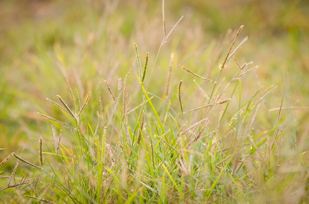 belle forêt verte en été