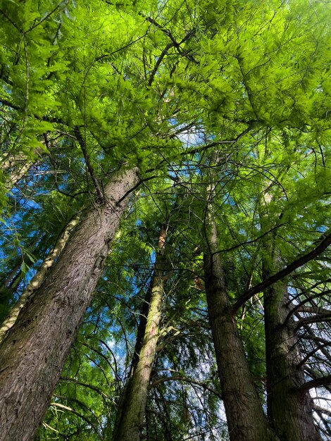 belle forêt verte en été