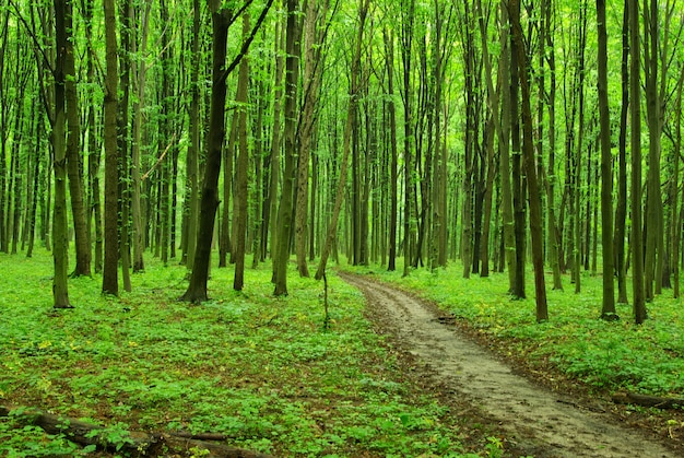 Belle forêt verte en été