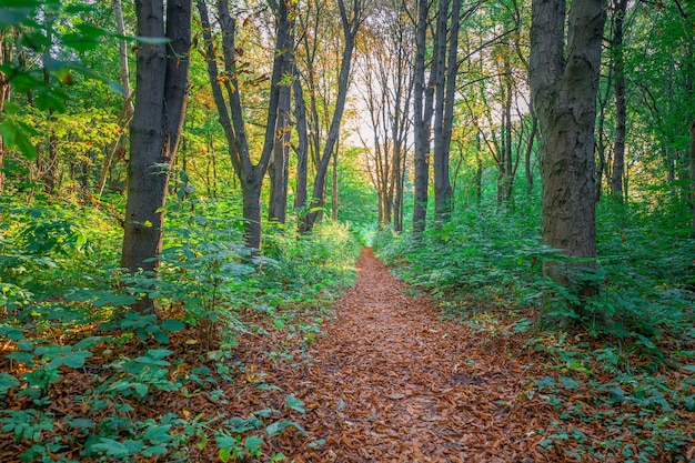 Belle forêt verte en été