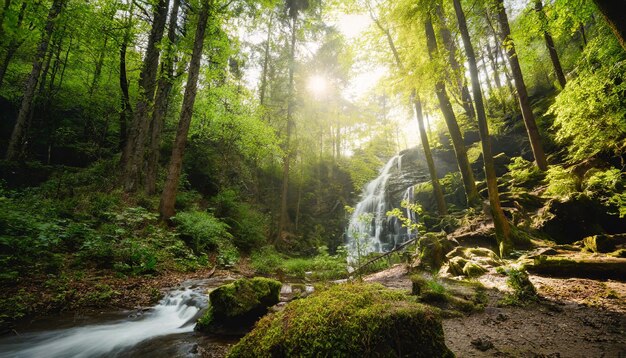 une belle forêt verte le matin