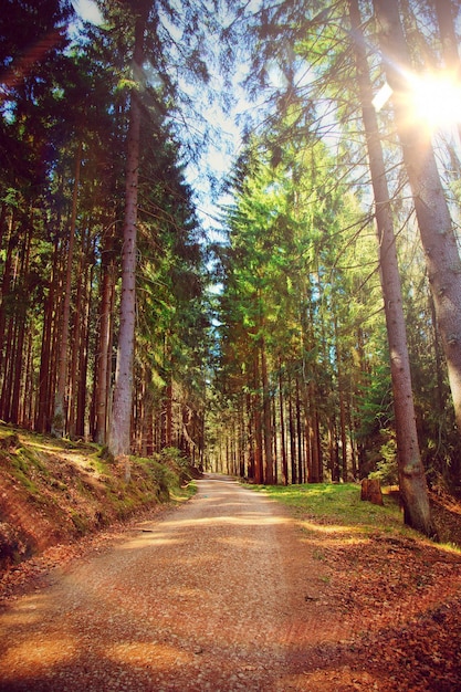 Belle forêt verte rêveuse dans la nature Photo