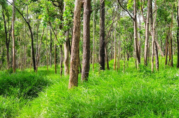 belle forêt verte