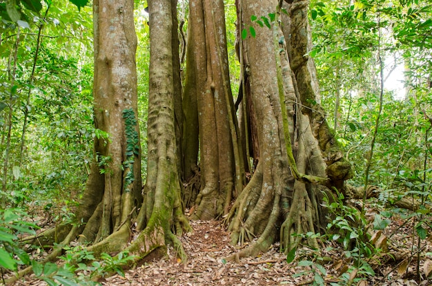 belle forêt verte