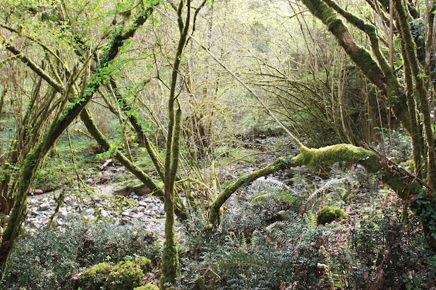 belle forêt verte