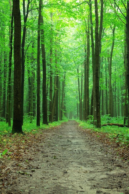 Belle forêt verte