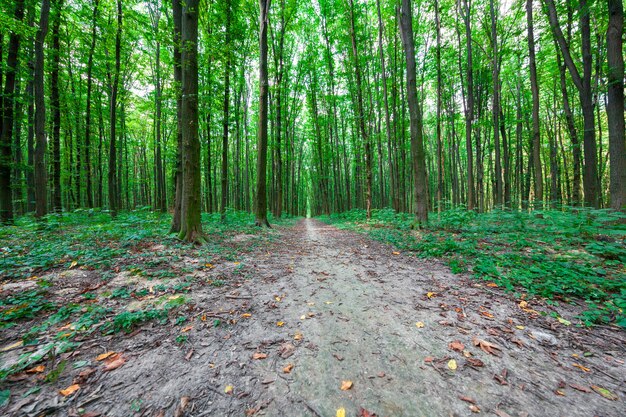 Belle forêt verte