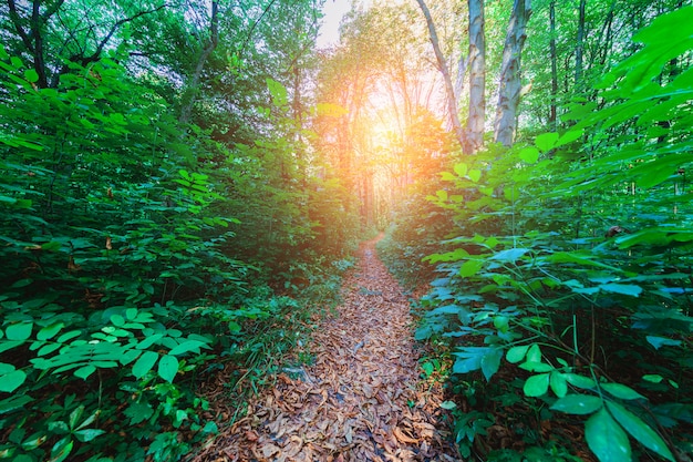 Belle forêt verte