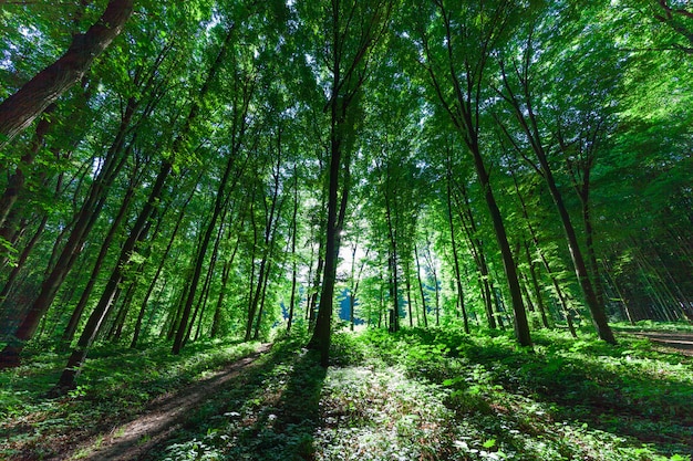 Belle forêt verte