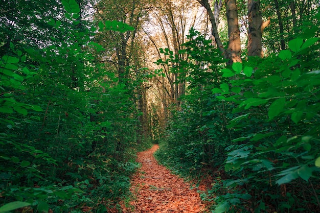 Belle forêt verte