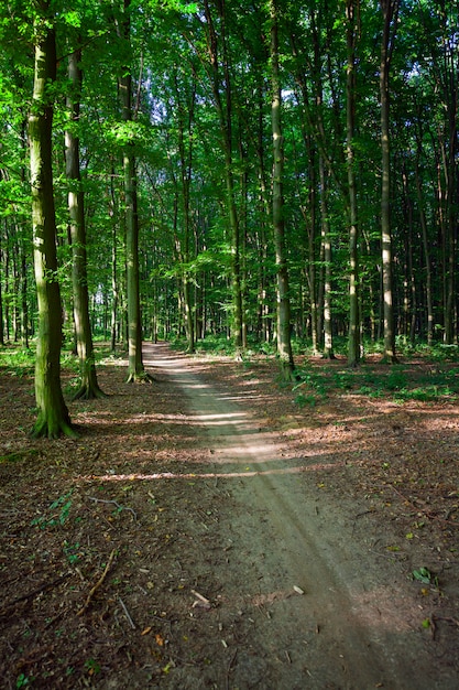 Belle forêt verte