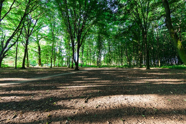 Belle forêt verte