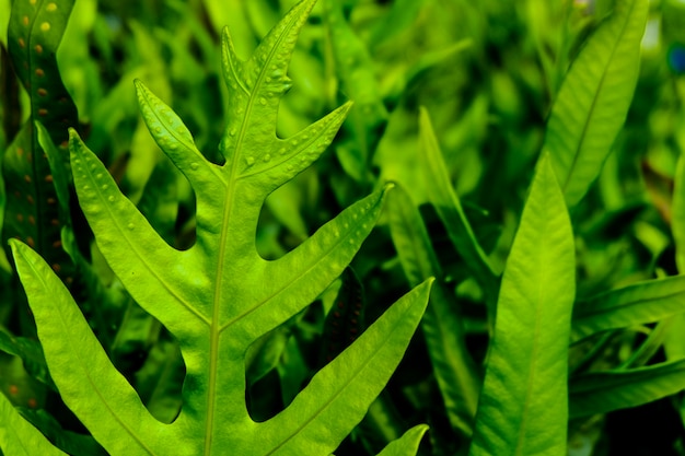 Belle fougère verte dans le jardin qui fait très frais.