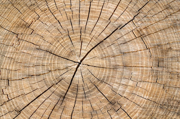 Photo belle fracture en bois vieux chêne texture naturelle se bouchent