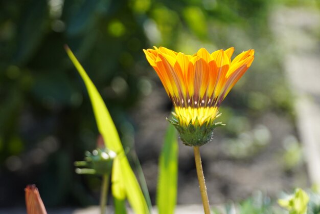 Belle gazania trésor fleur gros plan images de stock Gazania rigens diverses couleurs plein cadre photo stock