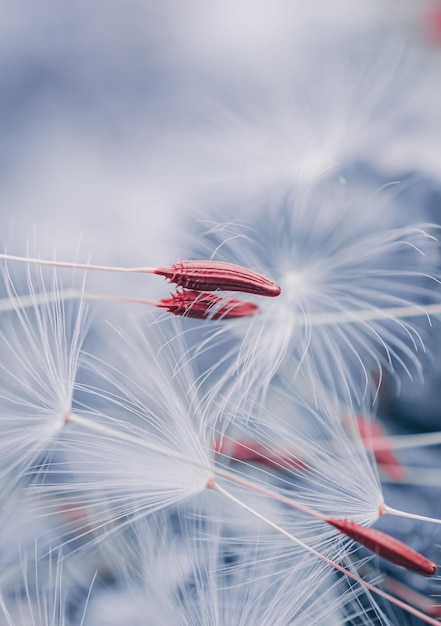 Belle graine de fleur de pissenlit au printemps